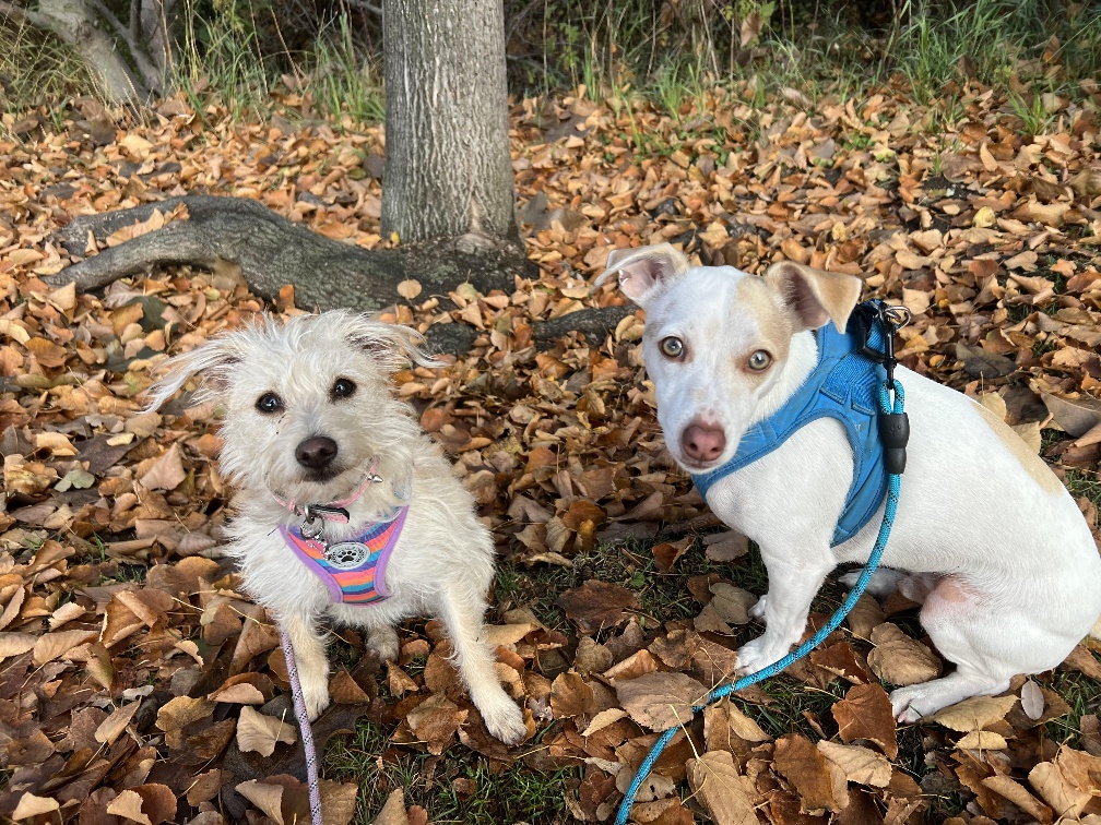 Two dogs with white and orange fur looking at the camera. They are outside with fallen leaves in the background (Strella left, Hugo right)